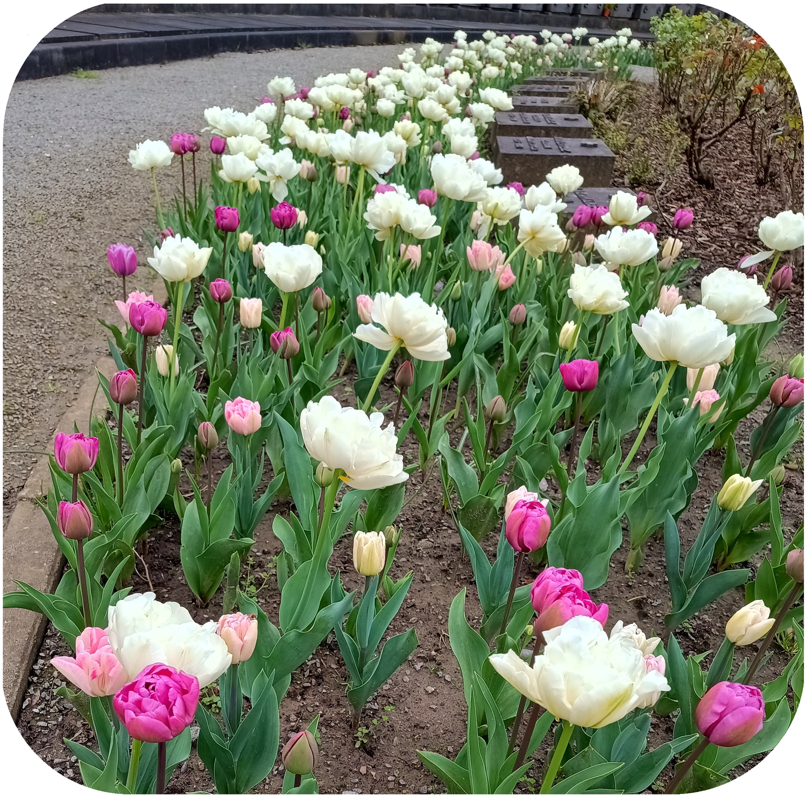 Tulipanes en cementerio
